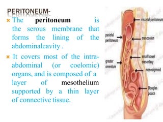 PERITONEUM-
forms the lining of
 The peritoneum is
the serous membrane that
the
abdominalcavity .
 It covers most of the intra-
abdominal (or coelomic)
organs, and is composed of a
layer
supported
of mesothelium
by a thin layer
of connective tissue.
 