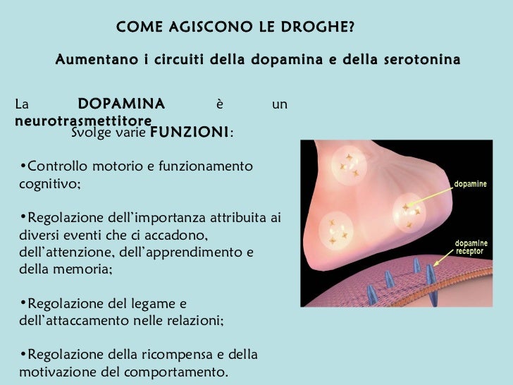 Effetti Della Droga Sul Sistema Nervoso Wikipedia