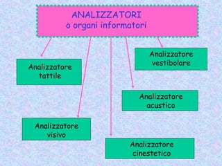 Analizzatore
tattile
Analizzatore
visivo
Analizzatore
vestibolare
Analizzatore
acustico
Analizzatore
cinestetico
ANALIZZATORI
o organi informatori
 