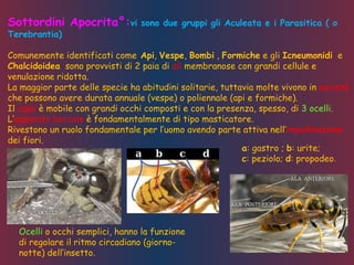 Sottordini Apocrita°:vi sono due gruppi gli Aculeata e i Parasitica ( o
Terebrantia)
Comunemente identificati come Api, Vespe, Bombi , Formiche e gli Icneumonidi e
Chalcidoidea sono provvisti di 2 paia di ali membranose con grandi cellule e
venulazione ridotta.
La maggior parte delle specie ha abitudini solitarie, tuttavia molte vivono in società
che possono avere durata annuale (vespe) o poliennale (api e formiche).
Il capo è mobile con grandi occhi composti e con la presenza, spesso, di 3 ocelli.
L’apparato boccale è fondamentalmente di tipo masticatore.
Rivestono un ruolo fondamentale per l’uomo avendo parte attiva nell’impollinazione
dei fiori.
Ocelli o occhi semplici, hanno la funzione
di regolare il ritmo circadiano (giorno-
notte) dell’insetto.
a: gastro ; b: urite;
c: peziolo; d: propodeo.
 