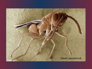 Insetti parassitoidi
 