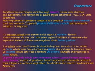 Ovopositore
Caratteristica morfologica distintiva degli Apocriti risiede nella struttura
dell'ovopositore. Alla formazione di questo organo concorrono l'VIII e IX urite
addominale.
Morfologicamente si presenta composto da 2 coppie di processi latero-ventrali ai
quali sono connesse 3 coppie di processi detti valve o valvule particolarmente
sviluppati in lunghezza.
I processi laterali sono distinti in due coppie di valviferi, formati
rispettivamente dai due uriti. Alla prima coppia di valviferi si connettono due
espansioni laminari di forma quadrangolare, dette lamine quadrate.
Le valvule sono rispettivamente denominate prime, seconde e terze valvule.
Le terze valvule sono fuse a formare una guaina che protegge la terebra a riposo.
Le seconde valvule sono fuse a formano uno stiletto allungato che racchiude le
prime valvule.
Le prime e seconde valvule sono fortemente sclerotizzate e formano un organo,
detto terebra, in grado di penetrare tessuti vegetali particolarmente resistenti
come il legno o la corteccia degli alberi, la cuticola di altri insetti, l'epidermide dei
Mammiferi.
 