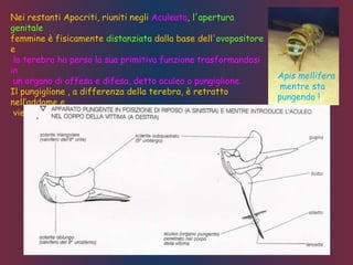 Nei restanti Apocriti, riuniti negli Aculeata, l'apertura
genitale
femmine è fisicamente distanziata dalla base dell'ovopositore
e
la terebra ha perso la sua primitiva funzione trasformandosi
in
un organo di offesa e difesa, detto aculeo o pungiglione.
Il pungiglione , a differenza della terebra, è retratto
nell‘addome e
viene estroflesso al momento dell'uso.
Apis mellifera
mentre sta
pungendo !
 