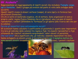 Gli Aculeata°
Rappresentano un raggruppamento di insetti sociali che includono Famiglia vespe,
api e formiche. Sono il gruppo più evoluto dal punto di vista dello sviluppo della
socialità.
Questi insetti vivono in alveari cartacei (vespe), di cera (api) o in formicai ben
strutturati (formiche).
C’è chi si nutre di materiale organico, chi di nettare. Sono organizzati in vere e
proprie caste: regina (l’unica femmina che si riproduce), uno o un paio di maschi
riproduttori, i soldati (difendono la “fortezza”) e gli operai (alla ricerca del cibo per
la colonia).
Perché gli imenotteri sono estremamente sociali?
Gli scienziati hanno calcolato il coefficiente di parentela (= quanto sono imparentati
tra loro gli individui della colonia) tra regina e figli, tra maschi riproduttori e figli,
ottenendo dei risultati veramente sorprendenti: valori elevati di parentela.
Che vuol dire? Sta a significare che, gli individui, essendo imparentati tra loro,
hanno sviluppato un elevato grado di socialità proprio per il semplice motivo che
sono parenti stretti: in qualsiasi gruppo animale (uomo incluso), i parenti risultano
molto sociali dal punto di vista evoluzionistico.
 