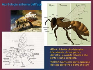 Morfologia esterna dell'ape
GENA: Sclerite che determina
lateralmente, da una parte e
dall'altra, la capsula cefalica e che
porta l'occhio composto.
VERTEX (vertice) la parte superiore
del capo posta tra e dietro gli occhi
 