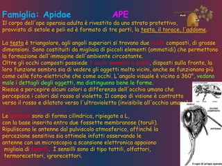 Famiglia: Apidae APE
Il corpo dell'ape operaia adulta è rivestito da uno strato protettivo,
provvisto di setole e peli ed è formato di tre parti, la testa, il torace, l'addome.
La testa è triangolare, agli angoli superiori si trovano due occhi composti, di grosse
dimensioni. Sono costituiti da migliaia di piccoli elementi (ommatidi) che permettono
la formazione dell'immagine dell'ambiente circostante.
Oltre gli occhi composti possiede 3 occhi semplici o ocelli, disposti sulla fronte, la
loro funzione sembra sia di vedere gli oggetti molto vicini, anche se funzionano più
come celle foto-elettriche che come occhi. L'angolo visuale è vicino a 360°, vedono
male i dettagli degli oggetti, ma distinguono bene le forme.
Riesce a percepire alcuni colori a differenza dell'occhio umano che
percepisce i colori dal rosso al violetto. Il campo di visione è contratto
verso il rosso e dilatato verso l'ultravioletto (invisibile all'occhio umano).
Le antenne sono di forma cilindrica, ripiegate a L,
con la base inserita entro due fossette membranose (toruli).
Ripuliscono le antenne dal pulviscolo atmosferico, affinché la
percezione sensitiva sia ottimale infatti osservando le
antenne con un microscopio a scansione elettronica appaiono
migliaia di sensilli. I sensilli sono di tipo tattili, olfattori,
termorecettori, igrorecettori.
 
