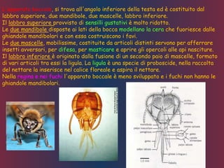 L'apparato boccale, si trova all'angolo inferiore della testa ed è costituito dal
labbro superiore, due mandibole, due mascelle, labbro inferiore.
Il labbro superiore provvisto di sensilli gustativi è molto ridotto.
Le due mandibole disposte ai lati della bocca modellano la cera che fuoriesce dalle
ghiandole mandibolari e con essa costruiscono i favi.
Le due mascelle, mobilissime, costituite da articoli distinti servono per afferrare
insetti avversari, per difesa, per masticare e aprire gli opercoli alle api nasciture.
Il labbro inferiore è originato dalla fusione di un secondo paio di mascelle, formato
di vari articoli tra essi la ligula. La ligula è una specie di proboscide, nella raccolta
del nettare la inserisce nel calice floreale e aspira il nettare.
Nella regina e nei fuchi l'apparato boccale è meno sviluppato e i fuchi non hanno le
ghiandole mandibolari.
 