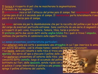 Il torace è ricoperto di peli che ne mascherano la segmentazione.
È formato da tre segmenti,
Il prototorace reca ai lati l'attacco del primo paio di zampe. Nel mesotorace° sono at
il primo paio di ali e il secondo paio di zampe. Il metatorace porta lateralmente il sec
paio di ali e il terzo paio di zampe.
Le zampe servono sia per la deambulazione che per la raccolta del polline e per la puli
del corpo da eventuali particelle estranee. Sono costituite da una serie di segmenti a
e ricoperti di peli: coxa, trocantere, femore, tibia, tarso e pretarso.
Il pretarso porta due uncini detti anche unghie bilobe fra i quali si trova l'empodio,
ventosa che permette di camminare sulle superficie lisce.
Le zampe presentano caratteristiche particolari:
Le anteriori sono più corte e possiedono una stregghia in cui l'ape inserisce le anten
per pulirle dal polline, così le stesse hanno i sensilli sempre ben funzionanti.
Le medie, sono più robuste e nella tibia si trova uno
sperone che serve all'ape a staccare il polline dalle cestelle.
Le posteriori presentano all'esterno della tibia una
concavità detta cestella, luogo di accumulo del polline
bottinato sui fiori, delle spazzole, setole rigide con cui
si pulisce il corpo imbrattato di polline e una pressa che
spinge il polline all’interno del cestello.
 