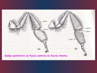 Zampa posteriore a) faccia esterna b) faccia interna
 