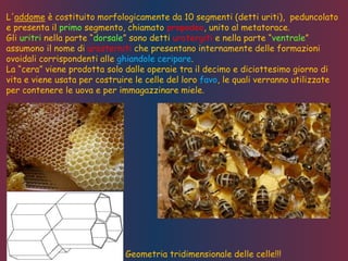 L'addome è costituito morfologicamente da 10 segmenti (detti uriti), peduncolato
e presenta il primo segmento, chiamato propodeo, unito al metatorace.
Gli uritri nella parte “dorsale” sono detti urotergiti e nella parte “ventrale”
assumono il nome di urosterniti che presentano internamente delle formazioni
ovoidali corrispondenti alle ghiandole ceripare.
La “cera” viene prodotta solo dalle operaie tra il decimo e diciottesimo giorno di
vita e viene usata per costruire le celle del loro favo, le quali verranno utilizzate
per contenere le uova e per immagazzinare miele.
Geometria tridimensionale delle celle!!!
 