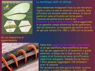 Ali con dispositivo di
agganciamento
La morfologia delle ali dell’ape
Sono membrane trasparenti tese su una nervatura
rigida e cava. Le due ali anteriori, più grandi, sono
articolate sul secondo anello del torace; le due ali
posteriori sono articolate sul terzo anello.
Ciascuna ala posteriore è munita sul bordo
anteriore di una ventina di uncini che si agganciano
in un apposito canale situato sul bordo posteriore
dell'ala anteriore. La frequenza dei battiti alari di
un'ape può variare fra i 180 e i 250 cicli al secondo.
Nella foto, visione al microscopio degli hamuli
di un'ape mellifera (Apis mellifera) servono
alle api per agganciare le ali posteriori a quelle
anteriori, in modo che in fase di volo, le due
coppie di ali formino un'unica, più efficiente
superficie remigante. Volando tra un fiore e
l'altro possono raggiungere i 25 chilometri
orari di velocità.
Per produrre una sola goccia di miele, occorre
 