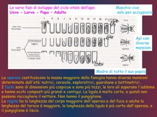 Le varie fasi di sviluppo del ciclo vitale dell’ape:
Uovo - Larva - Pupa – Adulto
Maschio vive
solo per accoppiarsi
Api con
diverse
mansioni
Madre di tutto il suo popolo
Le operaie costituiscono la massa maggiore della famiglia hanno diverse mansioni
determinate dall'età: nutrici, ceraiole, esploratrici, guardiane e bottinatrici .
I fuchi sono di dimensioni più cospicue e sono più tozzi, le loro ali superano l'addome
e hanno occhi composti più grandi e contigui. La ligula è molto corta, e quindi non
possono raccogliere il nettare. Non hanno il pungiglione.
La regina ha la lunghezza del corpo maggiore dell'operaia e del fuco e anche la
larghezza del torace è maggiore, la lunghezza della ligula è più corta dell'operaia, e
il pungiglione è liscio.
 