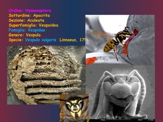 Ordine: Hymenoptera
Sottordine: Apocrita
Sezione: Aculeata
Superfamiglia: Vespoidea
Famiglia: Vespidae
Genere: Vespula
Specie: Vespula vulgaris Linnaeus, 1758
 