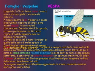 Famiglia: Vespidae VESPA
Lunghi da 1 a 5 cm, hanno corpo bruno o
nero a strisce gialle o variamente
colorato.
A riposo mostra le ali ripiegate in senso
longitudinale rispetto al corpo. Sono
insetti sociali: le loro società
comprendono femmine sterili le operaie,
ed una o più femmine fertili dette
regine. I maschi appaiono solo nel
periodo riproduttivo.
Il livello di socialità è meno "evoluta" di
quella delle api e di molte specie di
formiche che rappresentano gli esempi
evolutivi più alti della socialità.I nidi possono essere più o meno complessi e sempre costituiti di un materiale
simile al cartone che viene creato impastando del legno con la saliva (da qui il
nome di vespe cartonaie Polistes dominulus) e sono posti su rami, rocce oppure
sottoterra, e sono divisi in cellette esagonali con apertura inferiore. Gli adulti
si cibano di nettare dei fiori ma predano piccoli insetti per integrare la dieta
delle larve che allevano nel nido.
Se vengono molestate si difendono aggredendo in sciami, causando reazioni
molto gravi, anche letali.
 
