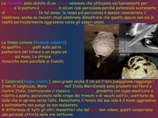 Le femmine sono dotate di un aculeo velenoso che utilizzano esclusivamente per
difesa e la puntura è dolorosa, in alcuni casi pericolosa perché potenziale scatenante
di forme allergiche. In tal senso, la vespa più pericolosa è spesso considerata il
calabrone, anche se recenti studi sembrano dimostrare che questa specie non sia in
realtà particolarmente aggressiva verso gli esseri umani.
La Vespa comune (Vespula vulgaris),
ha quattro punti gialli sulla parte
posteriore del torace e un segno ad
ancora sul muso. Le strisce
toraciche sono parallele ai fianchi.
I Calabroni(Vespa crabro ), sono grossi anche 3 cm ed il loro pungiglione raggiunge i
3 mm di lunghezza. Meno presenti nell'Italia Meridionale sono presenti nel Nord e
Centro Italia. Costruiscono il classico nido di carta, prodotta con legno masticato e
ridotto a pasta, posizionato nelle crepe dei tronchi o di vecchi edifici, costituito da
celle che si aprono verso l’alto. Nonostante il ronzio del suo volo è il meno aggressivo
e solitamente non punge se non molestato.
A differenza di tutti gli altri imenotteri che nel buio non volano, questi conservano
una parziale attività nelle ore notturne.
 