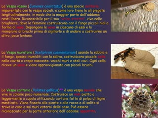 La Vespa vasaio (Eumenes coarctatus) è una specie solitaria
imparentata con le vespe sociali, e come loro tiene le ali piegate
longitudinalmente, in modo che la maggior parte dell'addome
resti libera. Riconoscibile per il suo "vitino stretto", vive nelle
brughiere, dove le femmine costruiscono con il fango piccoli nidi a
forma di vaso. Depongono le uova in ciascuno di essi e lo
riempiono di bruchi prima di sigillarlo e di andare a costruirne un
altro, poco lontano.
La Vespa muratore (Sceliphron caementarium) usando la sabbia e
il fango, spesso inumiditi con la saliva, costruiscono piccole celle
nelle cavità o crepe nascoste: vecchi muri e steli cavi. Ogni cella
riceve un uovo e viene approvvigionata con piccoli bruchi.
La Vespa cartaria (Polistes gallicus)** è una vespa sociale che
vive in colonie poco numerose. Costruisce un nido piatto o
leggermente a cupola utilizzando cartone fatto di polpa di legno
masticata. Viene fissato alle piante o alle rocce e di solito si
trova in casa o sui muri esterni delle case. Può essere
riconosciuta per la parte anteriore dell'addome appuntita.
 