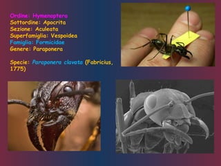 Ordine: Hymenoptera
Sottordine: Apocrita
Sezione: Aculeata
Superfamiglia: Vespoidea
Famiglia: Formicidae
Genere: Paraponera
Specie: Paraponera clavata (Fabricius,
1775)
 