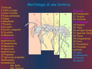 Morfologia di una formica
1.Funiculo
2.Stelo o scapo
3.Lobo frontale
4.Fossa antennale
5.Clipeo
6.Mandibole
7.Pronoto
8.Occipite
9.Occhio composto
10.Scutello
11.Mesonoto
12.Spiracolo
mesotoracico
13.Anepisterno
14.Metanoto
15.Spiracolo
mesotoracico
16.Propodeo
17.Spiracolo propodeo
18.Ghiandola
metapleurale
18a. Bolla
19 Peziolo
20 Postpeziolo
21 Tergite
22 Sternite
23 Pungiglione
24 Femore
25 Tibia
26 Artiglio tarsale
27 Sperone tibiale
28 Tarso
29 Catepisterno
30 Coxa
31 Trocantere
32 Processo
ventrale
33 Capo
34 Mesosoma
35 Peziolo
36 Gastro
 
