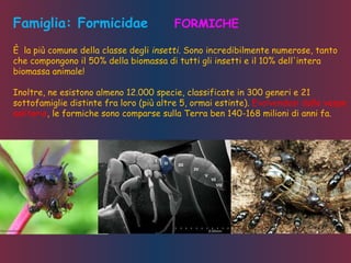 Famiglia: Formicidae FORMICHE
È la più comune della classe degli insetti. Sono incredibilmente numerose, tanto
che compongono il 50% della biomassa di tutti gli insetti e il 10% dell'intera
biomassa animale!
Inoltre, ne esistono almeno 12.000 specie, classificate in 300 generi e 21
sottofamiglie distinte fra loro (più altre 5, ormai estinte). Evolvendosi dalle vespe
solitarie, le formiche sono comparse sulla Terra ben 140-168 milioni di anni fa.
 
