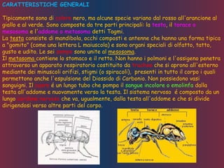 CARATTERISTICHE GENERALI
Tipicamente sono di colore nero, ma alcune specie variano dal rosso all'arancione al
giallo e al verde. Sono composte da tre parti principali: la testa, il torace o
mesosoma e l'addome o metasoma detti Tagmi.
La testa consiste di mandibola, occhi composti e antenne che hanno una forma tipica
a "gomito" (come una lettera L maiuscola) e sono organi speciali di olfatto, tatto,
gusto e udito. Le sei zampe sono unite al mesosoma.
Il metasoma contiene lo stomaco e il retto. Non hanno i polmoni e l'ossigeno penetra
attraverso un apparato respiratorio costituito da trachee che si aprono all'esterno
mediante dei minuscoli orifizi, stigmi (o spiracoli), presenti in tutto il corpo i quali
permettono anche l'espulsione del Diossido di Carbonio. Non possiedono vasi
sanguigni. Il cuore é un lungo tubo che pompa il sangue incolore o emolinfa dalla
testa all'addome e nuovamente verso la testa. Il sistema nervoso é composto da un
lungo cordone nervoso che va, ugualmente, dalla testa all'addome e che si divide
dirigendosi verso altre parti del corpo.
 