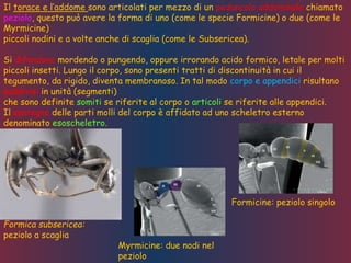Il torace e l’addome sono articolati per mezzo di un peduncolo addominale chiamato
peziolo, questo può avere la forma di uno (come le specie Formicine) o due (come le
Myrmicine)
piccoli nodini e a volte anche di scaglia (come le Subsericea).
Si difendono mordendo o pungendo, oppure irrorando acido formico, letale per molti
piccoli insetti. Lungo il corpo, sono presenti tratti di discontinuità in cui il
tegumento, da rigido, diventa membranoso. In tal modo corpo e appendici risultano
suddivisi in unità (segmenti)
che sono definite somiti se riferite al corpo o articoli se riferite alle appendici.
Il sostegno delle parti molli del corpo è affidato ad uno scheletro esterno
denominato esoscheletro.
Formicine: peziolo singolo
Myrmicine: due nodi nel
peziolo
Formica subsericea:
peziolo a scaglia
 