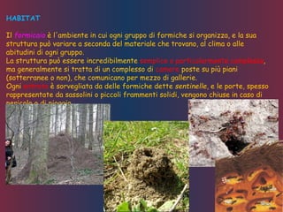 HABITAT
Il formicaio è l'ambiente in cui ogni gruppo di formiche si organizza, e la sua
struttura può variare a seconda del materiale che trovano, al clima o alle
abitudini di ogni gruppo.
La struttura può essere incredibilmente semplice o particolarmente complessa,
ma generalmente si tratta di un complesso di camere poste su più piani
(sotterranee o non), che comunicano per mezzo di gallerie.
Ogni entrata è sorvegliata da delle formiche dette sentinelle, e le porte, spesso
rappresentate da sassolini o piccoli frammenti solidi, vengono chiuse in caso di
pericolo o di pioggia.
 