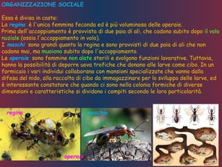 ORGANIZZAZIONE SOCIALE
Essa è divisa in caste:
La regina è l'unica femmina feconda ed è più voluminosa delle operaie.
Prima dell'accoppiamento è provvista di due paia di ali, che cadono subito dopo il volo
nuziale (ossia l'accoppiamento in volo).
I maschi sono grandi quanto la regina e sono provvisti di due paia di ali che non
cadono mai, ma muoiono subito dopo l'accoppiamento.
Le operaie sono femmine non alate sterili e svolgono funzioni lavorative. Tuttavia,
hanno la possibilità di deporre uova trofiche che donano alle larve come cibo. In un
formicaio i vari individui collaborano con mansioni specializzate che vanno dalla
difesa del nido, alla raccolta di cibo da immagazzinare per lo sviluppo delle larve, ed
è interessante constatare che quando ci sono nella colonia formiche di diverse
dimensioni e caratteristiche si dividono i compiti secondo le loro particolarità.
maschioregina
operaie
 