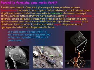 I motivi sono svariati. Come tutti gli Artropodi, hanno scheletro esterno
(esoscheletro) che rende il corpo rigido e molto resistente, ma nello stesso tempo i
singoli pezzi sono articolati tra loro mediante membrane che ammortizzano gli
sforzi e rendono tutta la struttura molto elastica. Inoltre i muscoli delle mandibole,
appendici con cui sollevano e trasportano i pesi, sono molto sviluppati, in alcune
specie occupano quasi tutta la cavità della teca del capo. Hanno sei zampe su cui
distribuire il peso, e infine, i tarsi sono muniti di unghie che permettono di
aggrapparsi al substrato sviluppando molta forza.
Perché le formiche sono molto forti?
Il piccolo insetto è capace infatti di
sostenere con le proprie fauci ben 500
milligrammi, equivalenti a 100 volte il
proprio peso.
 