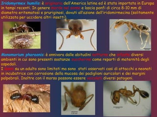 Iridomyrmex humilis: è originaria dell’America latina ed è stata importata in Europa
in tempi recenti. In genere morde nel sonno e lascia ponfi di circa 8-10 mm di
diametro eritematosi e pruriginosi, dovuti all’azione dell’iridomirmecina (solitamente
utilizzata per uccidere altri insetti).
Monomorium pharaonis: è onnivora dalle abitudini notturne che infesta diversi
ambienti in cui sono presenti sostanze zuccherine come reparti di maternità degli
ospedali.
I danni su un adulto sono limitati ma sono stati osservati casi di attacchi a neonati
in incubatrice con corrosione della mucosa dei padiglioni auricolari e dei margini
palpebrali. Inoltre con il morso possono essere veicolati diversi patogeni.
 