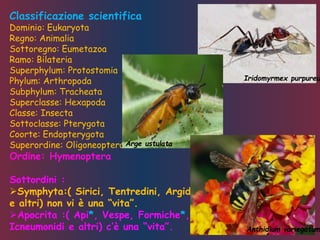 Classificazione scientifica
Dominio: Eukaryota
Regno: Animalia
Sottoregno: Eumetazoa
Ramo: Bilateria
Superphylum: Protostomia
Phylum: Arthropoda
Subphylum: Tracheata
Superclasse: Hexapoda
Classe: Insecta
Sottoclasse: Pterygota
Coorte: Endopterygota
Superordine: Oligoneoptera
Ordine: Hymenoptera
Sottordini :
Symphyta:( Sirici, Tentredini, Argidi *
e altri) non vi è una “vita”.
Apocrita :( Api*, Vespe, Formiche*,
Icneumonidi e altri) c’è una “vita”. Anthidium variegatum
Arge ustulata
Iridomyrmex purpureu
 