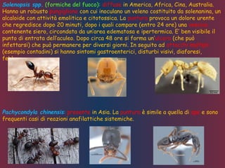 Solenopsis spp. (formiche del fuoco): diffuse in America, Africa, Cina, Australia.
Hanno un robusto pungiglione con cui inoculano un veleno costituito da solenanina, un
alcaloide con attività emolitica e citotossica. La puntura provoca un dolore urente
che regredisce dopo 20 minuti, dopo i quali compare (entro 24 ore) una vescica
contenente siero, circondata da un’area edematosa e ipertermica. E’ ben visibile il
punto di entrata dell’aculeo. Dopo circa 48 ore si forma un’ulcera (che può
infettarsi) che può permanere per diversi giorni. In seguito ad attacchi multipli
(esempio contadini) si hanno sintomi gastroenterici, disturbi visivi, diaforesi,
febbre.
Pachycondyla chinensis: presente in Asia. La puntura è simile a quella di ape e sono
frequenti casi di reazioni anafilattiche sistemiche.
 