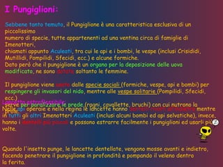 I Pungiglioni:
Sebbene tanto temuto, il Pungiglione è una caratteristica esclusiva di un
piccolissimo
numero di specie, tutte appartenenti ad una ventina circa di famiglie di
Imenotteri,
chiamati appunto Aculeati, tra cui le api e i bombi, le vespe (inclusi Crisididi,
Mutillidi, Pompilidi, Sfecidi, ecc.) e alcune formiche.
Dato però che il pungiglione è un organo per la deposizione delle uova
modificato, ne sono dotate soltanto le femmine.
Il pungiglione viene usato dalle specie sociali (formiche, vespe, api e bombi) per
respingere gli invasori del nido, mentre alle vespe solitarie (Pompilidi, Sfecidi,
ecc.)
serve per paralizzare le prede (ragni, cavallette, bruchi) con cui nutrono la
prole.
Lancetta estroflessibile:
Nelle api operaie e nella regina le lancette hanno dentelli rivolti all’indietro mentre
in tutti gli altri Imenotteri Aculeati (inclusi alcuni bombi ed api selvatiche), invece,
hanno i dentelli più piccoli e possono estrarre facilmente i pungiglioni ed usarli più
volte.
Quando l'insetto punge, le lancette dentellate, vengono mosse avanti e indietro,
facendo penetrare il pungiglione in profondità e pompando il veleno dentro
la ferita.
 