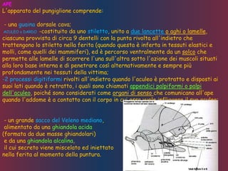 APE
L'apparato del pungiglione comprende:
- una guaina dorsale cava;
ACULEO o DARDO -costituito da uno stiletto, unito a due lancette o aghi o lamelle,
ciascuna provvista di circa 9 dentelli con la punta rivolta all'indietro che
trattengono lo stiletto nella ferita (quando questa è inferta in tessuti elastici e
molli, come quelli dei mammiferi), ed è percorso ventralmente da un solco che
permette alle lamelle di scorrere l'una sull'altra sotto l'azione dei muscoli situati
alla loro base interna e di penetrare così alternativamente e sempre più
profondamente nei tessuti della vittima;
-2 processi digitiformi rivolti all'indietro quando l'aculeo è protratto e disposti ai
suoi lati quando è retratto, i quali sono chiamati appendici palpiformi o palpi
dell'aculeo, poiché sono considerati come organi di senso che comunicano all'ape
quando l'addome è a contatto con il corpo in cui essa vuole infliggere il suo aculeo;
- un grande sacco del Veleno mediano,
alimentato da una ghiandola acida
(formata da due masse ghiandolari)
e da una ghiandola alcalina,
il cui secreto viene miscelato ed iniettato
nella ferita al momento della puntura.
 
