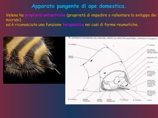 Veleno ha proprietà antisettiche (proprietà di impedire o rallentare lo sviluppo dei
microbi)
ed è riconosciuta una funzione terapeutica nei casi di forme reumatiche.
Apparato pungente di ape domestica.
 