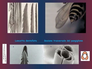 Sezione trasversale del pungiglioneLancetta dentellata
 