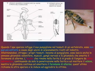 Quando l'ape operaia infigge il suo pungiglione nel tessuti di un vertebrato, essa non
può più estrarlo a causa degli uncini di arpionamento rivolti all'indietro.
Allontanandosi, strappa i propri tessuti; insieme al pungiglione, essa lascia anche le
annesse ghiandole velenifere, muscoli, gangli nervosi e la ghiandola che emette il
feromone di allarme. L'aculeo che rimane nella ferita è in grado di fungere da arma
automatica, continuando da solo la penetrazione nella ferita e ad iniettare il veleno,
mentre la ghiandola continua ad emettere il feromone di allarme; quest'ultimo
richiama le altre operaie e le induce ad aggredire la vittima.
 