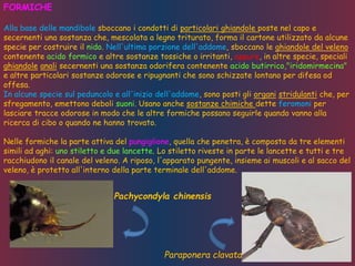 Paraponera clavata
Pachycondyla chinensis
FORMICHE
Alla base delle mandibole sboccano i condotti di particolari ghiandole poste nel capo e
secernenti una sostanza che, mescolata a legno triturato, forma il cartone utilizzato da alcune
specie per costruire il nido. Nell'ultima porzione dell'addome, sboccano le ghiandole del veleno
contenente acido formico e altre sostanze tossiche o irritanti, oppure, in altre specie, speciali
ghiandole anali secernenti una sostanza odorifera contenente acido butirrico,"iridomirmecina"
e altre particolari sostanze odorose e ripugnanti che sono schizzate lontano per difesa od
offesa.
In alcune specie sul peduncolo e all'inizio dell'addome, sono posti gli organi stridulanti che, per
sfregamento, emettono deboli suoni. Usano anche sostanze chimiche dette feromoni per
lasciare tracce odorose in modo che le altre formiche possano seguirle quando vanno alla
ricerca di cibo o quando ne hanno trovato.
Nelle formiche la parte attiva del pungiglione, quella che penetra, è composta da tre elementi
simili ad aghi: uno stiletto e due lancette. Lo stiletto riveste in parte le lancette e tutti e tre
racchiudono il canale del veleno. A riposo, l'apparato pungente, insieme ai muscoli e al sacco del
veleno, è protetto all'interno della parte terminale dell'addome.
 