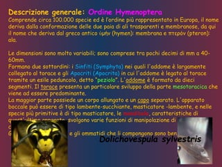 Descrizione generale: Ordine Hymenoptera
Comprende circa 100.000 specie ed è l’ordine più rappresentato in Europa, il nome
deriva dalla conformazione delle due paia di ali trasparenti e membranose, da qui
il nome che deriva dal greco antico ὑμήν (hymen): membrana e πτερόν (pteron):
ala.
Le dimensioni sono molto variabili; sono comprese tra pochi decimi di mm a 40-
60mm.
Formano due sottordini: i Sinfiti (Symphyta) nei quali l'addome è largamente
collegato al torace e gli Apocriti (Apocrita) in cui l'addome è legato al torace
tramite un esile peduncolo, detto “peziolo”. L'addome è formato da dieci
segmenti. Il torace presenta un particolare sviluppo della parte mesotoracica che
viene ad essere predominante.
La maggior parte possiede un corpo allungato e un capo separato. L'apparato
boccale può essere di tipo lambente-succhiante, masticatore -lambente, e nelle
specie più primitive è di tipo masticatore, le mandibole, caratteristiche di
quest'ultimo apparato, svolgono varie funzioni di manipolazione di materiali e
costruzione di nidi.
Gli occhi sono composti e gli ommatidi che li compongono sono ben riconoscibili.
Dolichovespula sylvestris
 