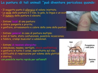 La puntura di tali animali ^può diventare pericolosa quando:
• Il soggetto punto è allergico al veleno iniettato.
• La sede della puntura è il viso, la gola, la lingua o un occhio.
• Il numero delle punture è elevato.
• Sintomi locali di una puntura:
o dolore pungente e prurito;
o gonfiore, arrossamento e calore della zona della puntura.
• Sintomi generali in caso di punture multiple:
o mal di testa, stato confusionale, possibile incoscienza;
o febbre, crampi muscolari e addominali.
• Sintomi di reazioni allergiche:
o debolezza, nausea, vertigini, shock anafilattico;
o gonfiore in tutto il corpo, soprattutto sul viso;
o difficoltà di respirazione per edema della glottide;
o diarrea;
con possibile morte rapida per asfissia!!!
 