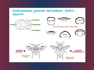 Conformazione generale dell’addome: Sinfiti -
Apocriti
 