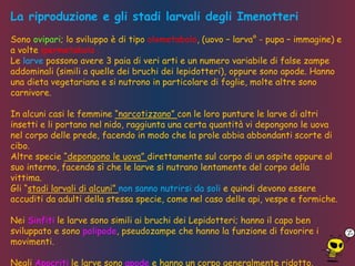 La riproduzione e gli stadi larvali degli Imenotteri
Sono ovipari; lo sviluppo è di tipo olometabolo, (uovo – larva° - pupa – immagine) e
a volte ipermetabolo .
Le larve possono avere 3 paia di veri arti e un numero variabile di false zampe
addominali (simili a quelle dei bruchi dei lepidotteri), oppure sono apode. Hanno
una dieta vegetariana e si nutrono in particolare di foglie, molte altre sono
carnivore.
In alcuni casi le femmine “narcotizzano” con le loro punture le larve di altri
insetti e li portano nel nido, raggiunta una certa quantità vi depongono le uova
nel corpo delle prede, facendo in modo che la prole abbia abbondanti scorte di
cibo.
Altre specie “depongono le uova” direttamente sul corpo di un ospite oppure al
suo interno, facendo sì che le larve si nutrano lentamente del corpo della
vittima.
Gli “stadi larvali di alcuni” non sanno nutrirsi da soli e quindi devono essere
accuditi da adulti della stessa specie, come nel caso delle api, vespe e formiche.
Nei Sinfiti le larve sono simili ai bruchi dei Lepidotteri; hanno il capo ben
sviluppato e sono polipode, pseudozampe che hanno la funzione di favorire i
movimenti.
Negli Apocriti le larve sono apode e hanno un corpo generalmente ridotto.
 