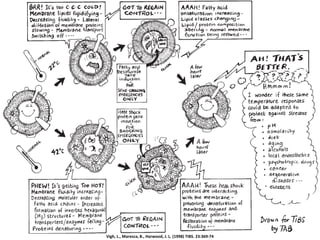 Vigh, L., Maresca, B., Harwood, J. L. (1998) TIBS. 23:369-74
 