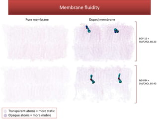 Membrane fluidity

           Pure membrane                      Doped membrane




                                                               BGP-15 +
                                                               SM/CHOL 80:20




                                                               NG-094 +
                                                               SM/CHOL 60:40




Transparent atoms = more static
Opaque atoms = more mobile
 