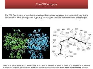 The COX enzyme


  The COX functions as a membrane-associated homodimer, catalyzing the committed step in the
  conversion of AA to prostaglandin H2 (PGH2), following AA's release from membrane phospholipds.




Lopez, D. H., Fiol-de Roque, M. A., Noguera-Salva, M. A., Teres, S., Campana, F., Piotto, S., Castro, J. A., Mohaibes, R. J., Escribá P.
V., Busquets. X. 2-Hydroxy Arachidonic Acid: A New Non-Steroidal Anti-Inflammatory Drug. British Journal of Pharmacology. Submitted.
 