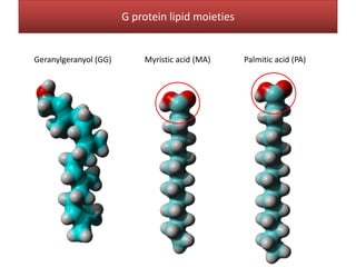 G protein lipid moieties


Geranylgeranyol (GG)       Myristic alcohol (MOH)
                           Myristic acid (MA)       Palmitic alcohol (POH)
                                                      Palmitic acid (PA)
 