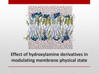 Effect of hydroxylamine derivatives in
modulating membrane physical state
 