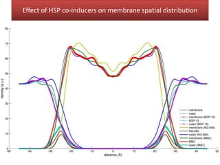 Effect of HSP co-inducers on membrane spatial distribution
 