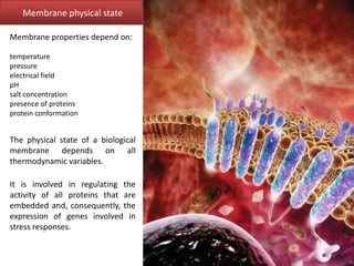Membrane properties depend on:
temperature
pressure
electrical field
pH
salt concentration
presence of proteins
protein conformation
The physical state of a biological
membrane depends on all
thermodynamic variables.
Membrane physical state
It is involved in regulating the
activity of all proteins that are
embedded and, consequently, the
expression of genes involved in
stress responses.
 