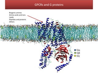Gα monomer Gβγ dimer
Biogenic amines
Amino acids and ions
Lipids
Peptides and proteins
Others
Gα
Gβ
Gγ
GPCRs and G proteins
 