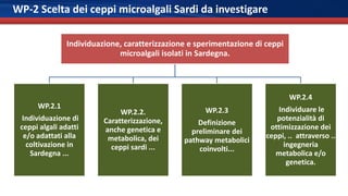WP-2 Scelta dei ceppi microalgali Sardi da investigare
Individuazione, caratterizzazione e sperimentazione di ceppi
microa...